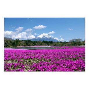 Pink moss and Mt. Fuji in the background Photo Print