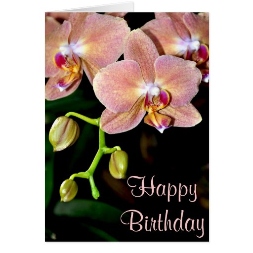 Pink moth orchids birthday greeting card | Zazzle