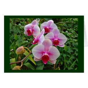 Pink Moth Orchids - Phalaenopsis