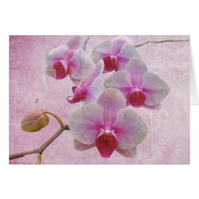 Pink Moth Orchids - Phalaenopsis (Front Horizontal)