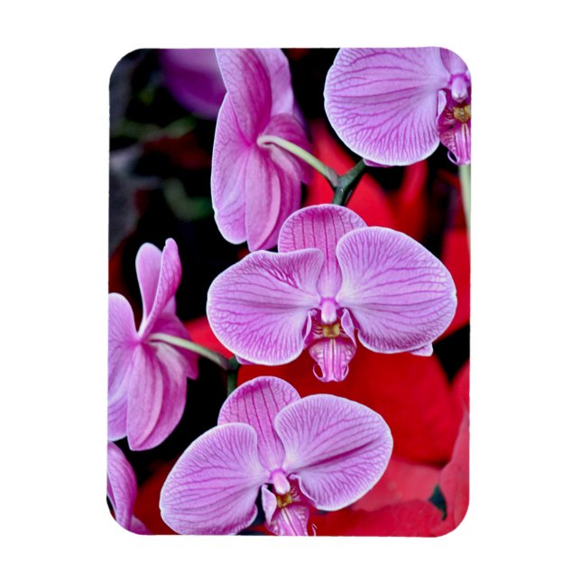 Pink moth orchids print magnet (Vertical)