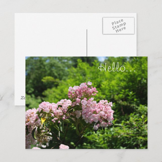 Pink Mountain Laurel Flowers Postcard (Front/Back)