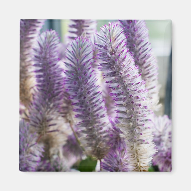 Pink Mulla Mulla Magnet (Front)