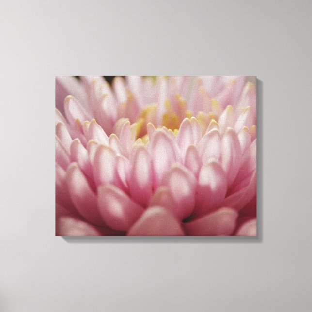 Pink Mum Flower Canvas Art Print (Front)