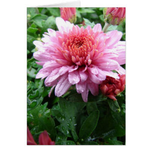 Pink Mums and Raindrops