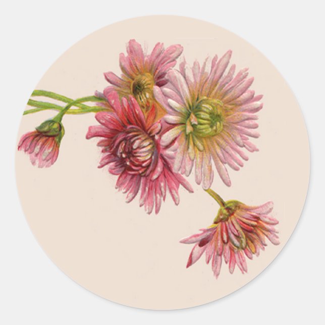 PINK MUMS by SHARON SHARPE Classic Round Sticker (Front)