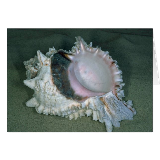 Pink murex (Murex erythrostomus) Shell (Front Horizontal)