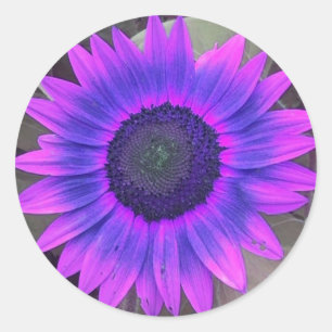 Pink N Purple Sunflower Stickers