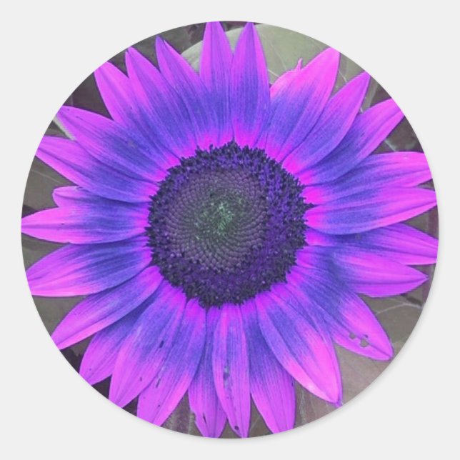 Pink N Purple Sunflower Stickers (Front)