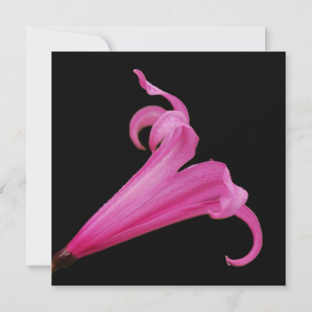 Pink Nerine Flower Card (Front)