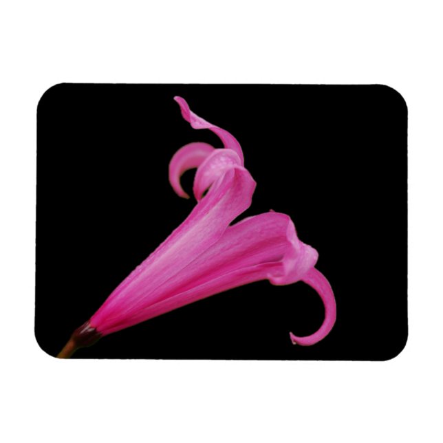 Pink Nerine Flower Magnet (Horizontal)