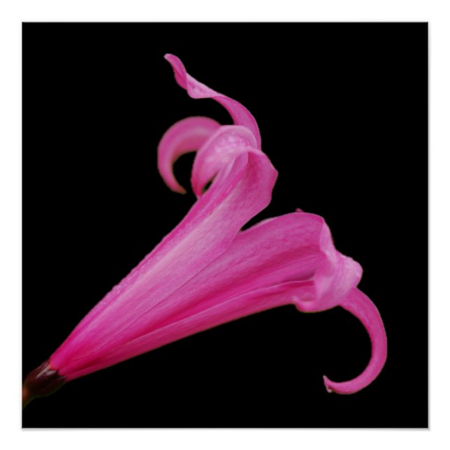 Pink Nerine Flower Poster (Front)