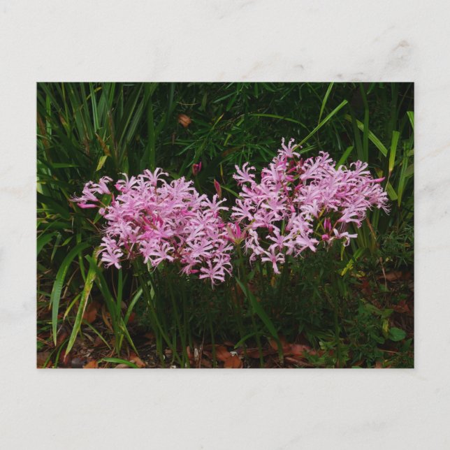 Pink Nerine Flowers Postcard (Front)