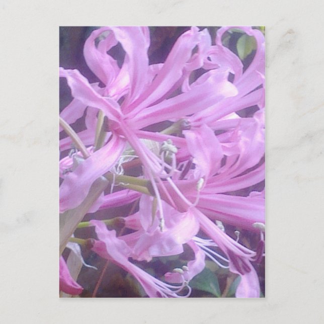 Pink Nerines Postcard (Front)
