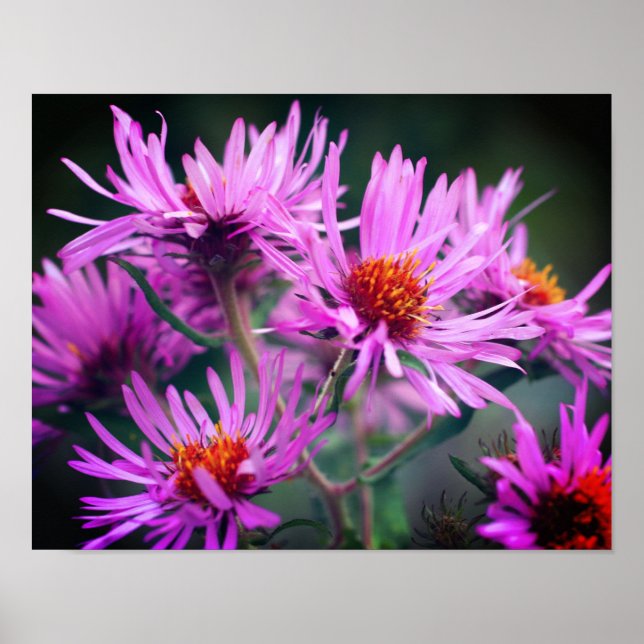 Pink New England Aster Flowers  Poster (Front)