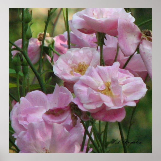 Pink Noisette Roses Poster (Front)