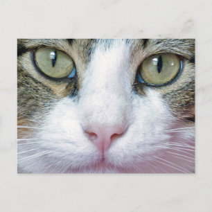 Pink Nose Cat Postcard