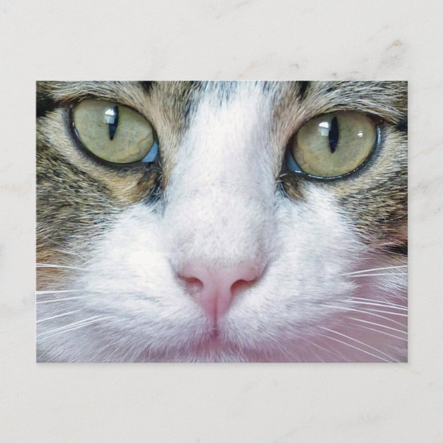 Pink Nose Cat Postcard (Front)