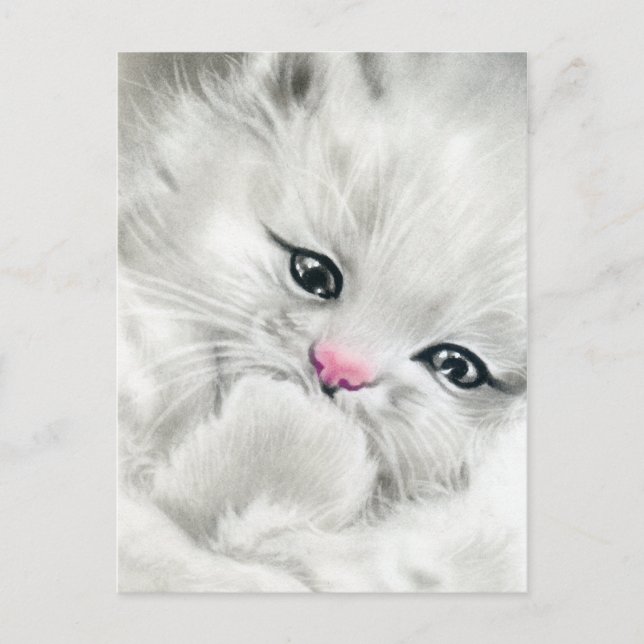 pink nose white fluffy kitty postcard (Front)