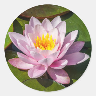 Pink Nuphar Lutea Water Lily Flower in Full Bloom Classic Round Sticker