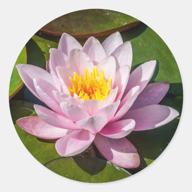 Pink Nuphar Lutea Water Lily Flower in Full Bloom Classic Round Sticker (Front)