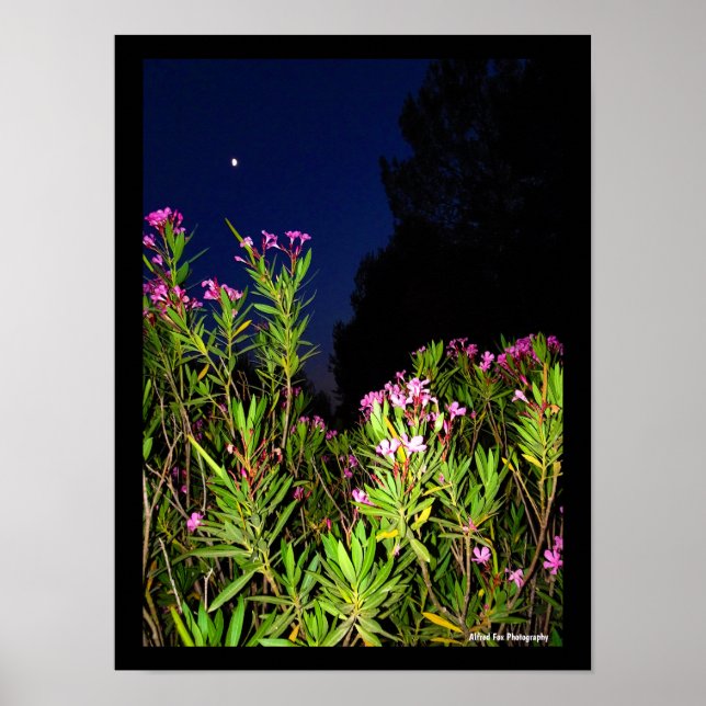 Pink Oleander at Night Poster (Front)