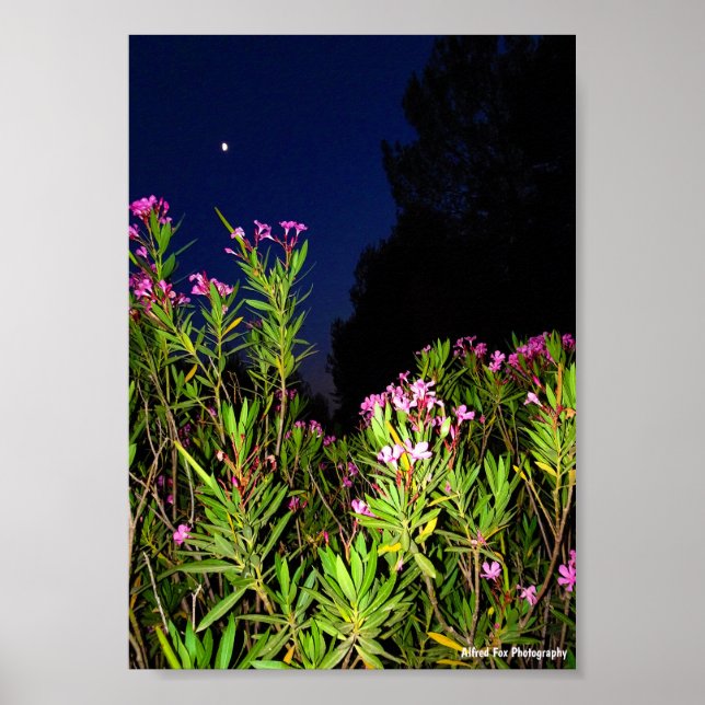 Pink Oleander at Night Poster (Front)