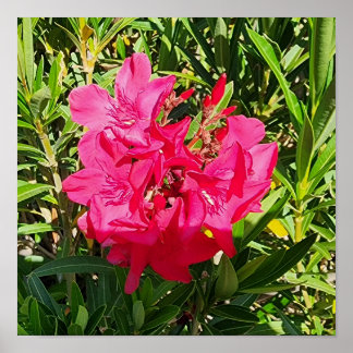 Pink Oleander Flower Photo Poster