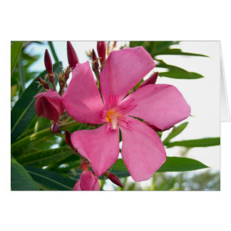 Pink Oleander Photo