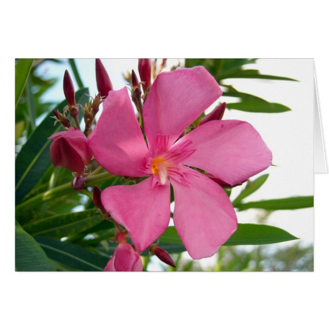 Pink Oleander Photo (Front Horizontal)