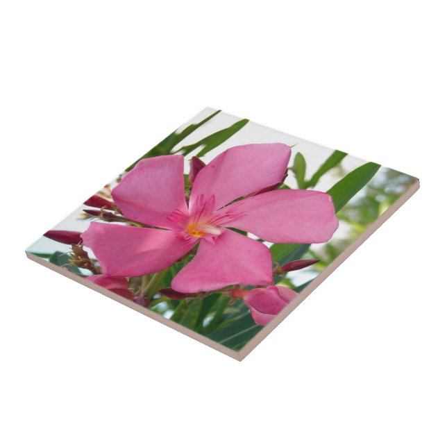 Pink Oleander Photo Ceramic Tiles (Side)