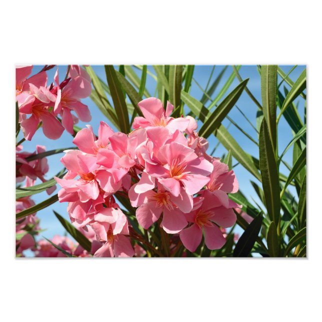 Pink oleander Photo Enlargement (Front)