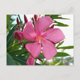 Pink Oleander Photo Postcard