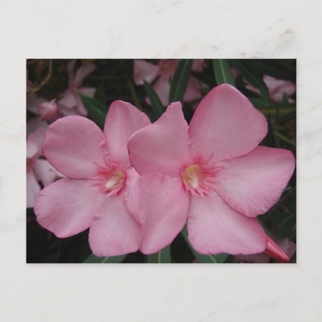 Pink Oleander Postcard (Front)