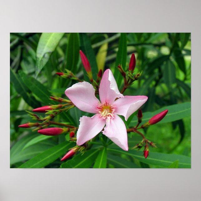 pink oleander poster (Front)