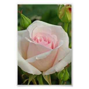 Pink Ophelia Hybrid Rose Photo Print
