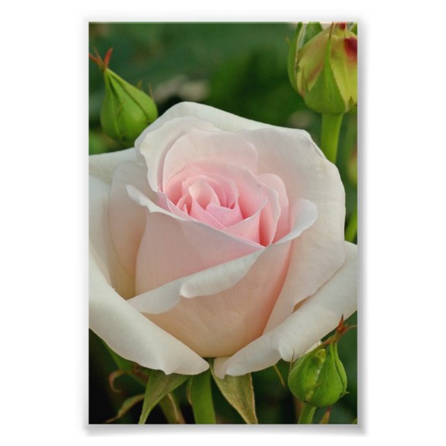 Pink Ophelia Hybrid Rose Photo Print (Front)