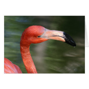 Pink-Orange Flamingo Head