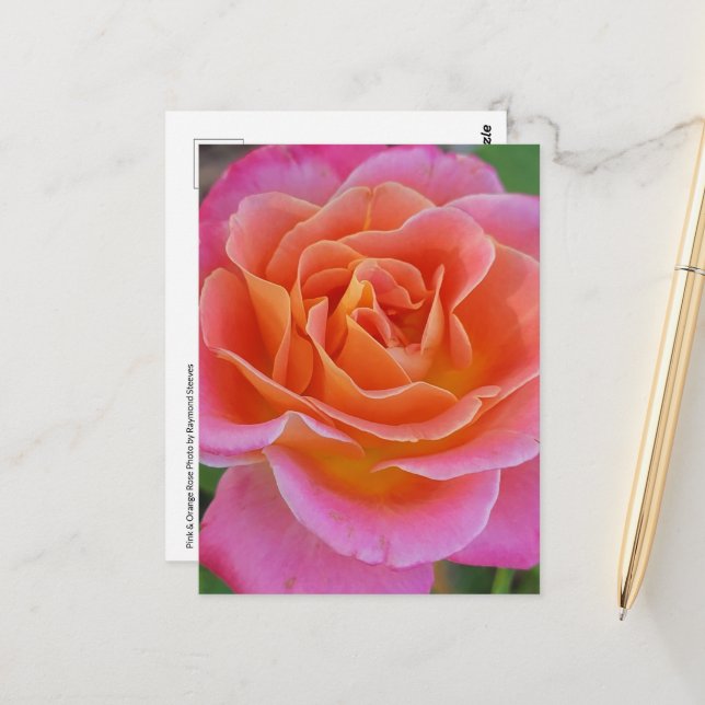 Pink & Orange Rose Postcard (Front/Back In Situ)