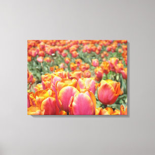 Pink Orange Tulip Flowers Field art prints Tulips