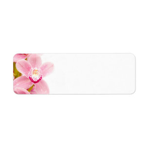 Pink Orchid