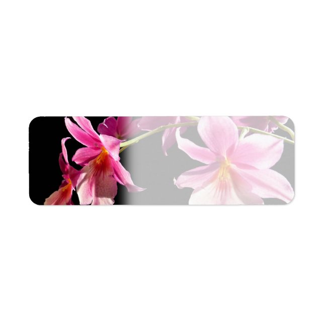 Pink Orchid. (Front)