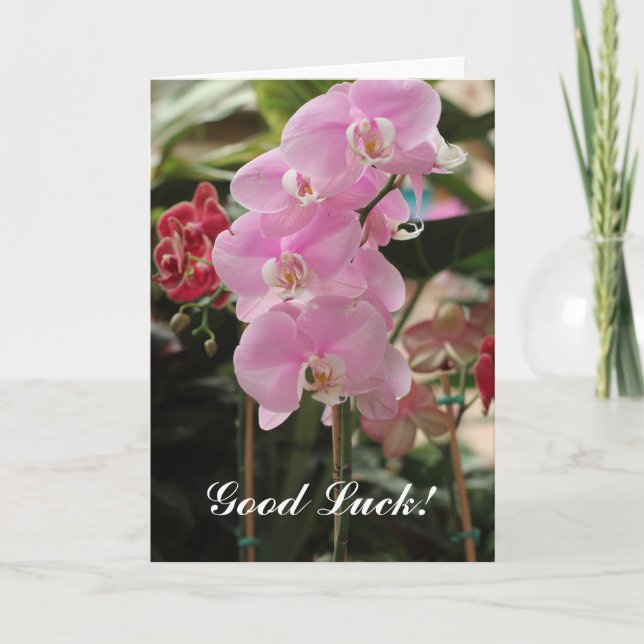 Pink Orchid blooms Card (Front)