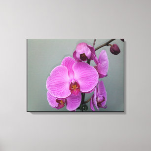 PINK ORCHID canvas Print