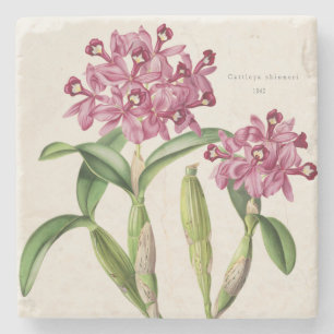 Pink Orchid Central American Cattleya skinneri on Stone Coaster