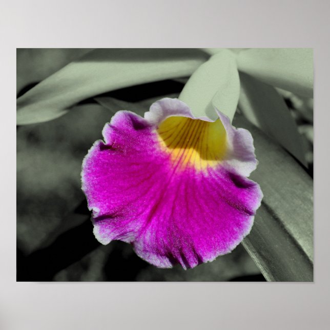 Pink Orchid Centre Partial Black White Poster (Front)
