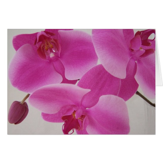 Pink Orchid Cluster (Front Horizontal)