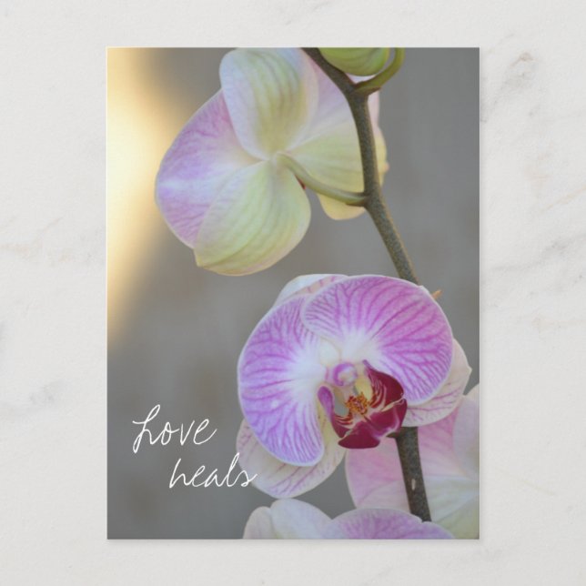 Pink Orchid Expression Love Heals Postcard (Front)