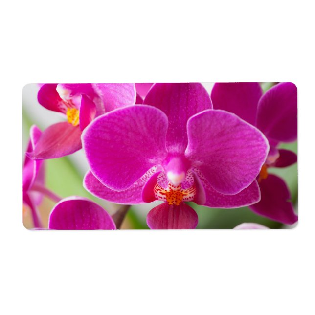 Pink Orchid Flower - Floral Orchids Template (Front)