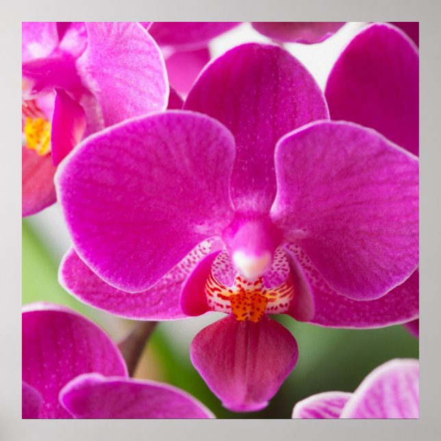 Pink Orchid Flower - Floral Orchids Template Poster (Front)